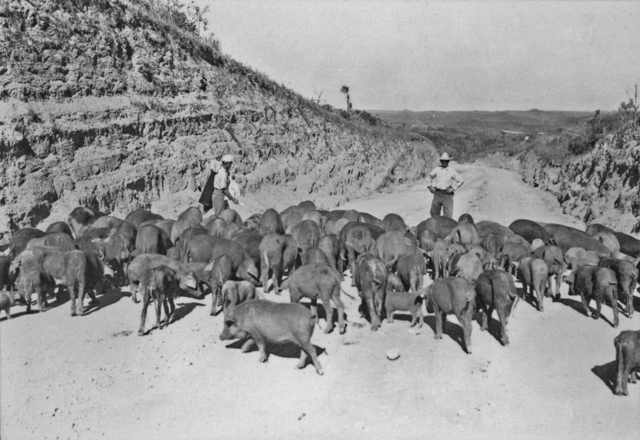Ortigueira - 1955