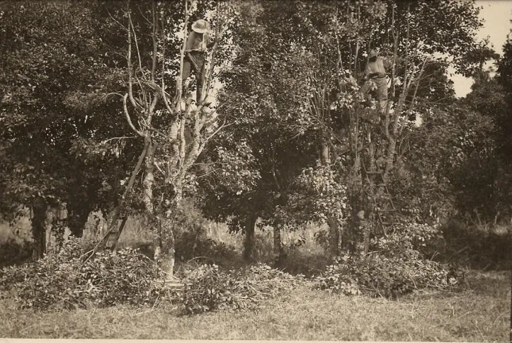 Colheita de erva-mate no Engenho da Glória - Fim do século XIX