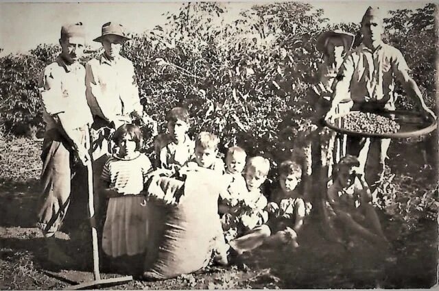 Ciclo do café, em Ivatuba - Década de 1960